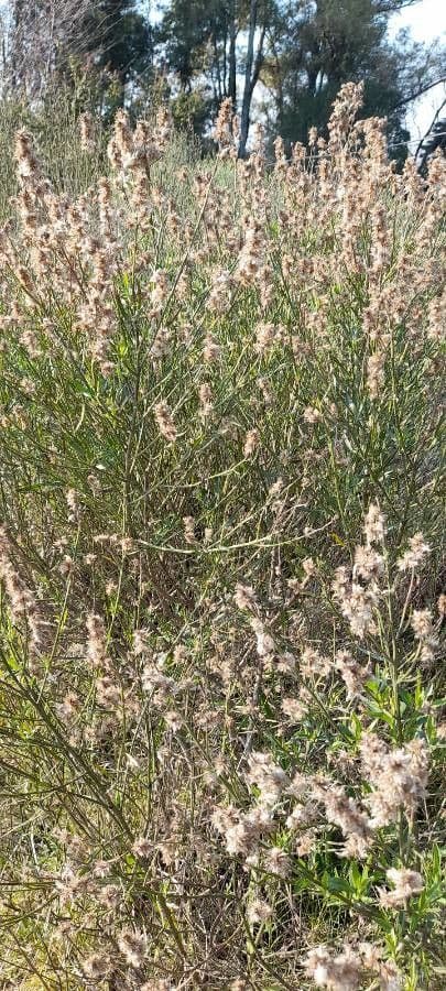 Baccharis 11