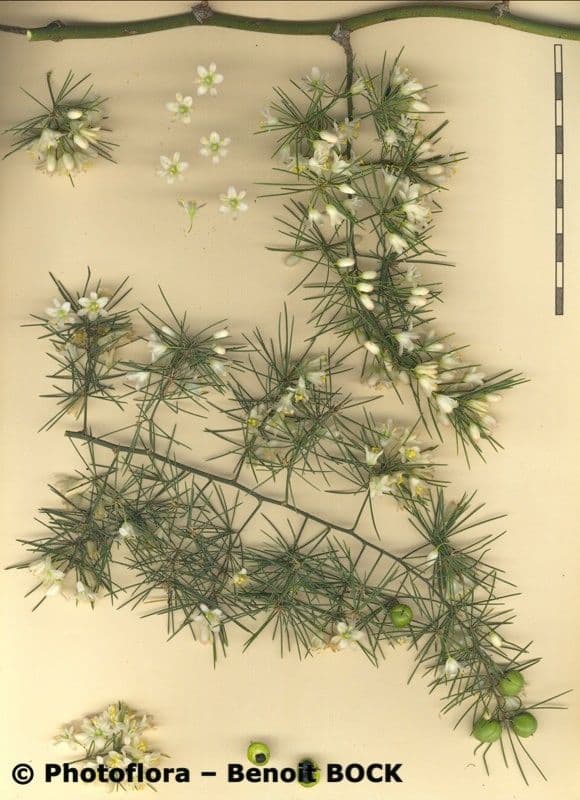Doldiger Spargel 29