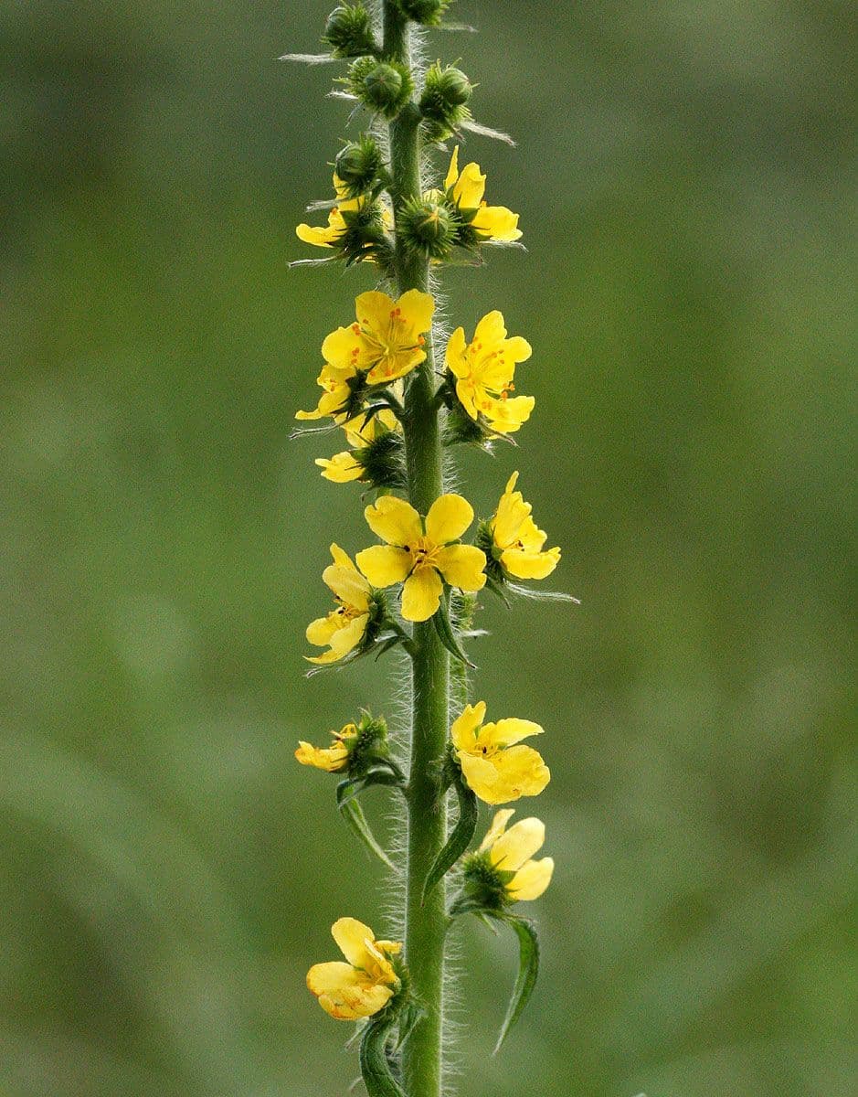 Klebreis