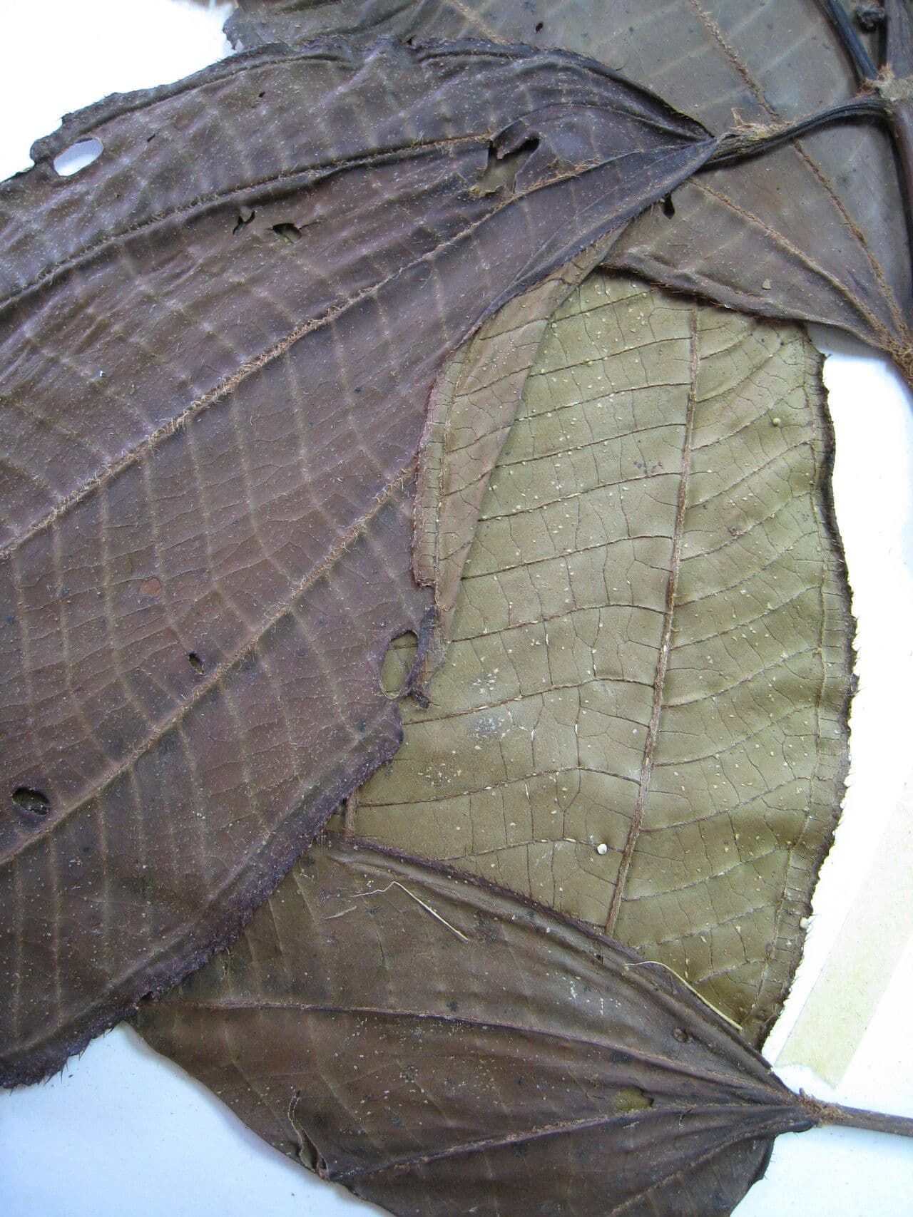 Traubige Miconie 5