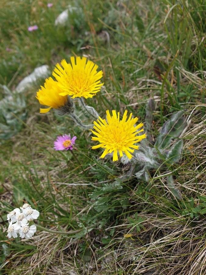 Borsten-Habichtskraut 5