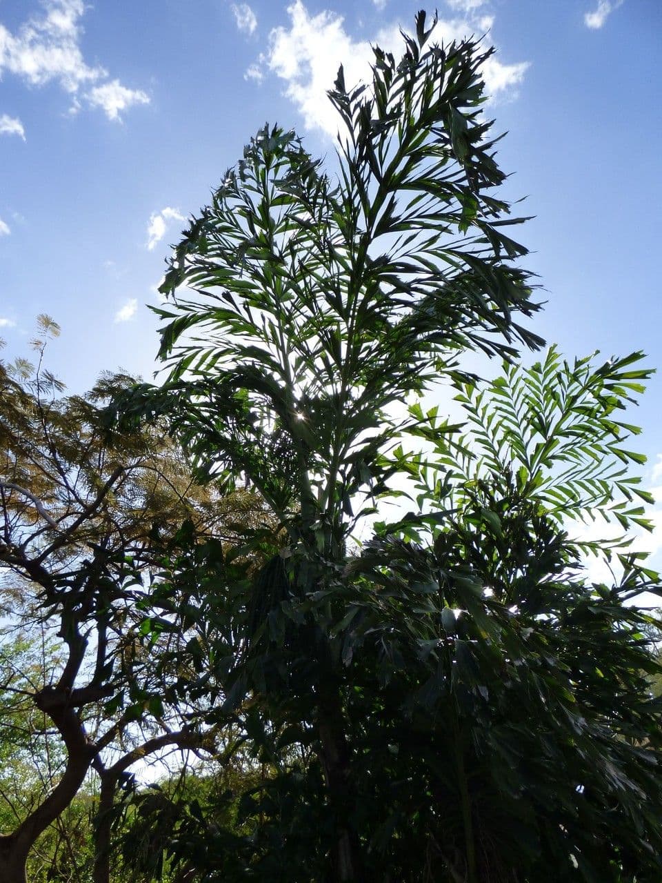 Palmier queue de poisson 15