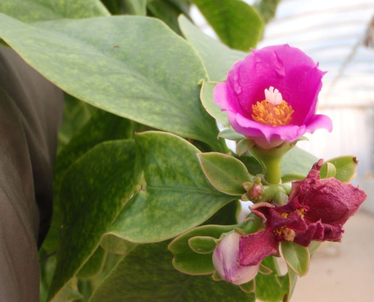 Cactus rosa 6