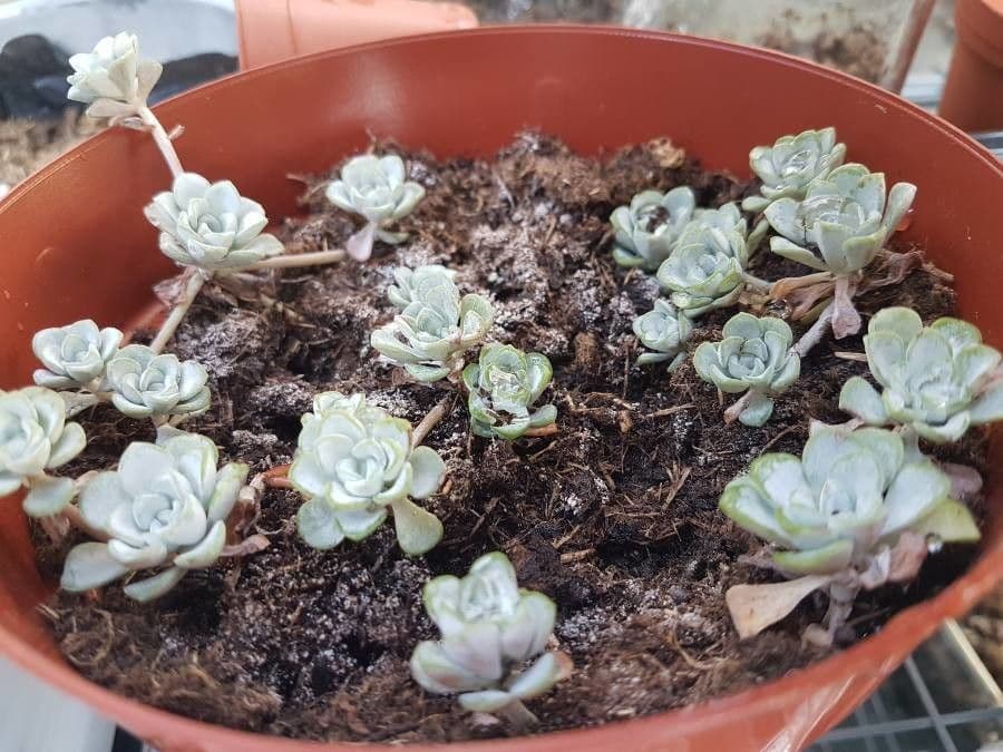 Borracina spatolata 12