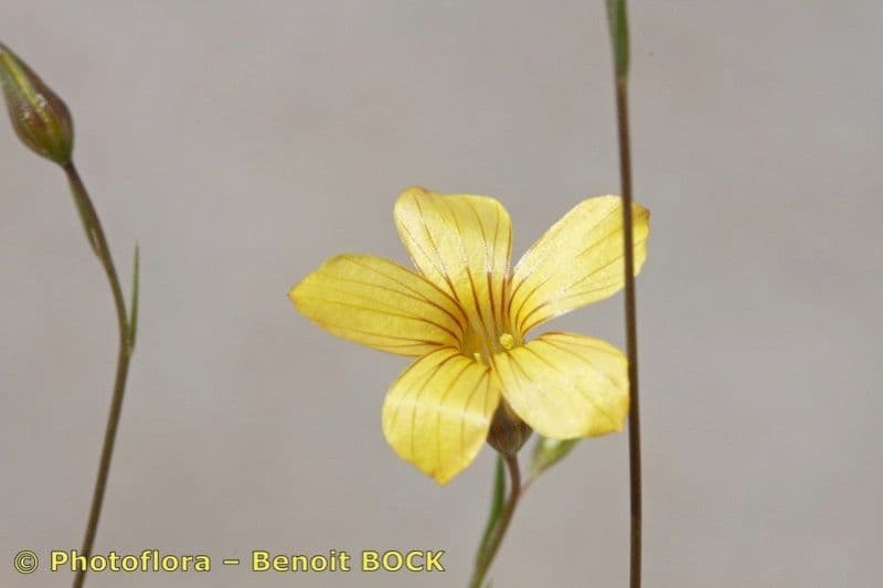 Linum 2