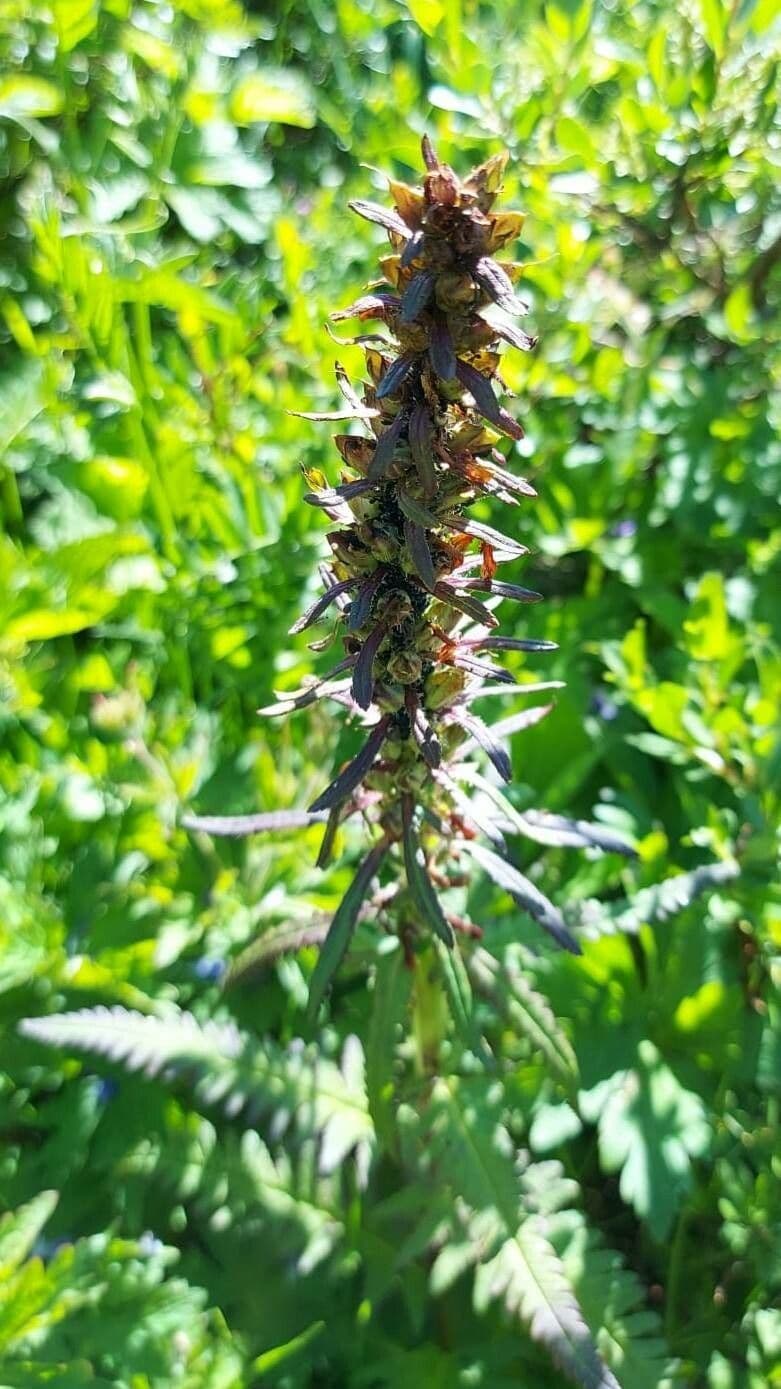 Pedicularis senza becco 4