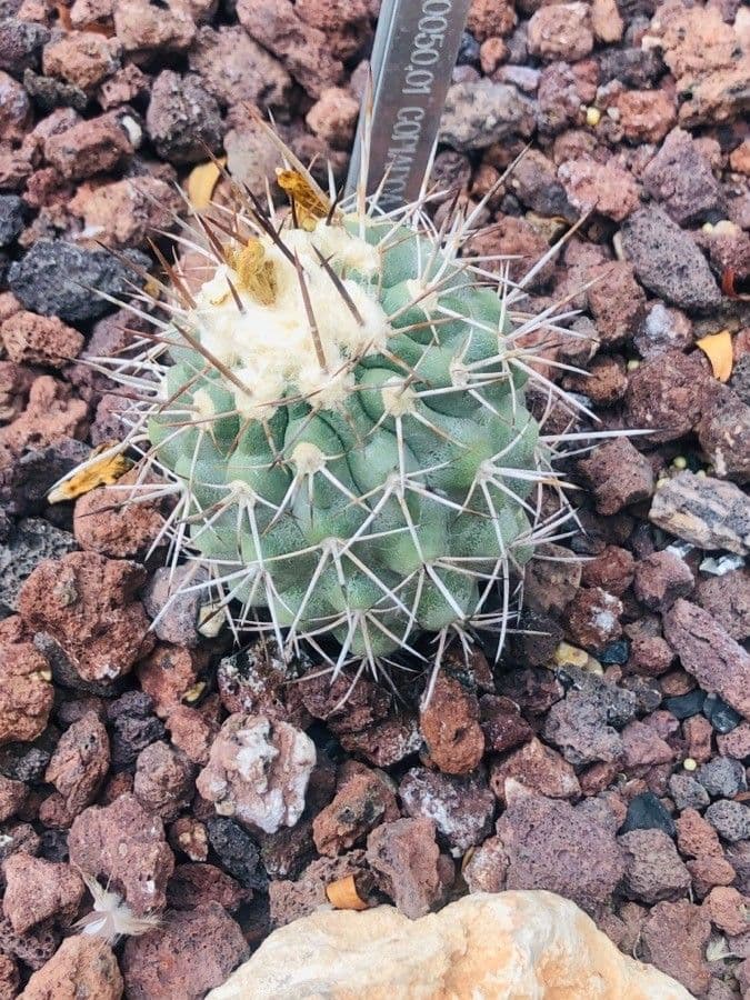 Copiapoa 4