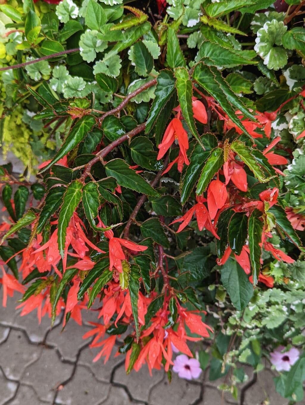 Begonia boliviana 10