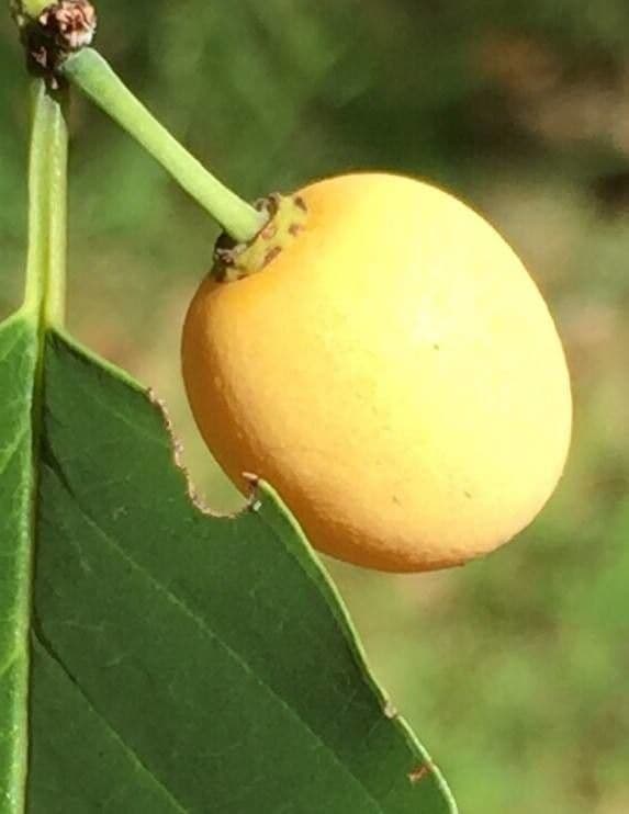 Berchemia discolor 5