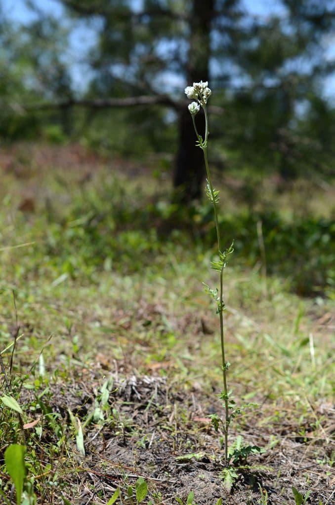 Hymenopappus artemisiifolius 6