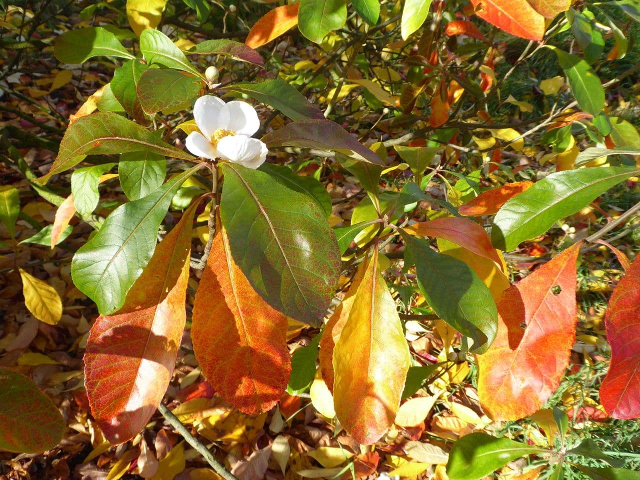 Franklinia 13