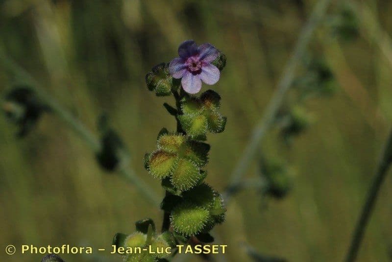 Cynoglossum dioscoridis 20