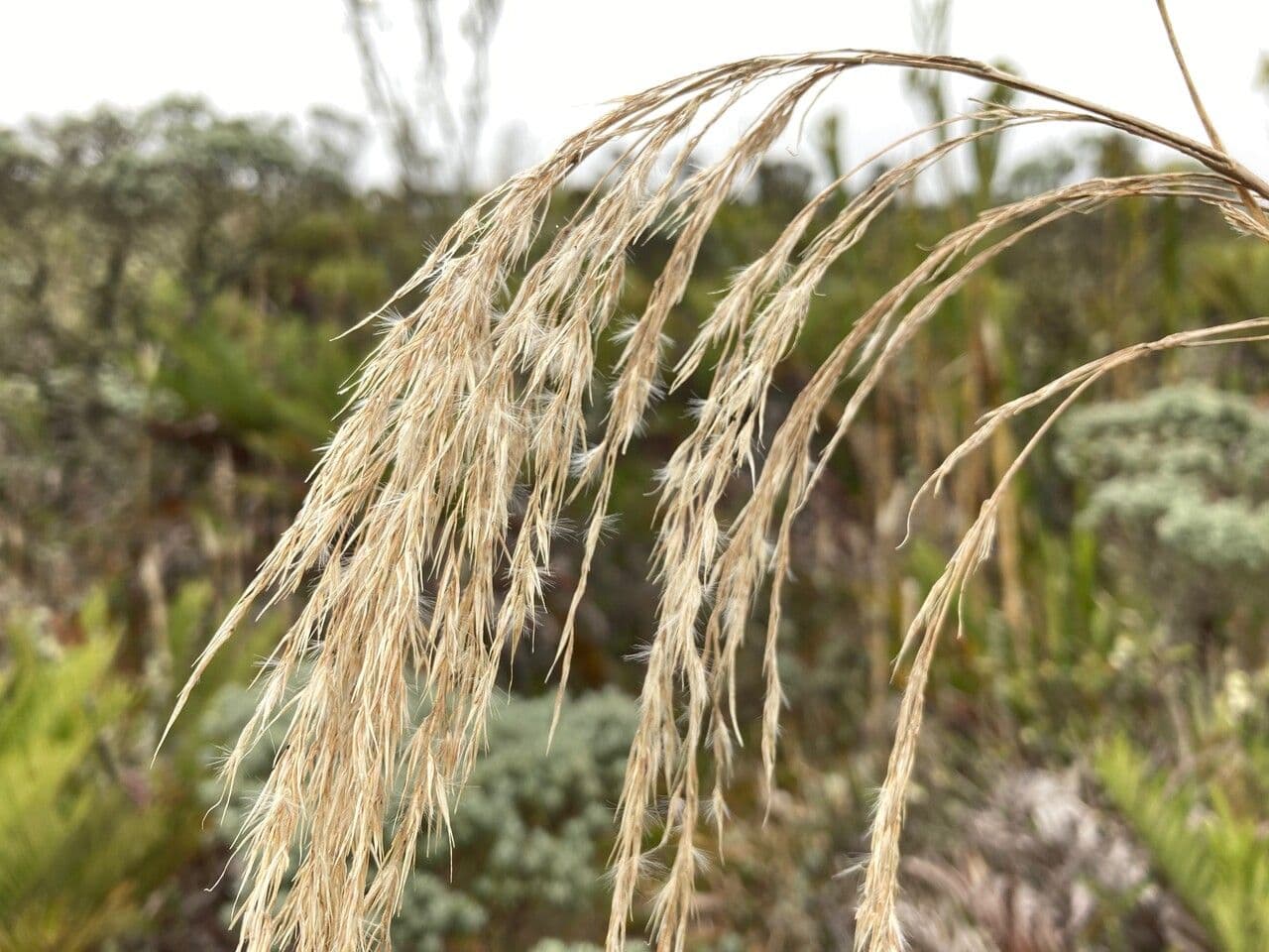 Cortaderia nitida 4