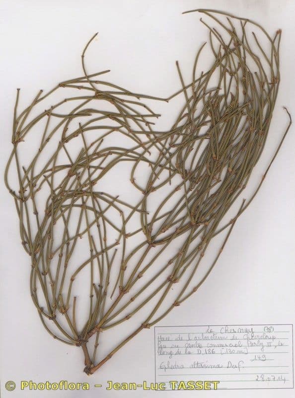 Efedra 21