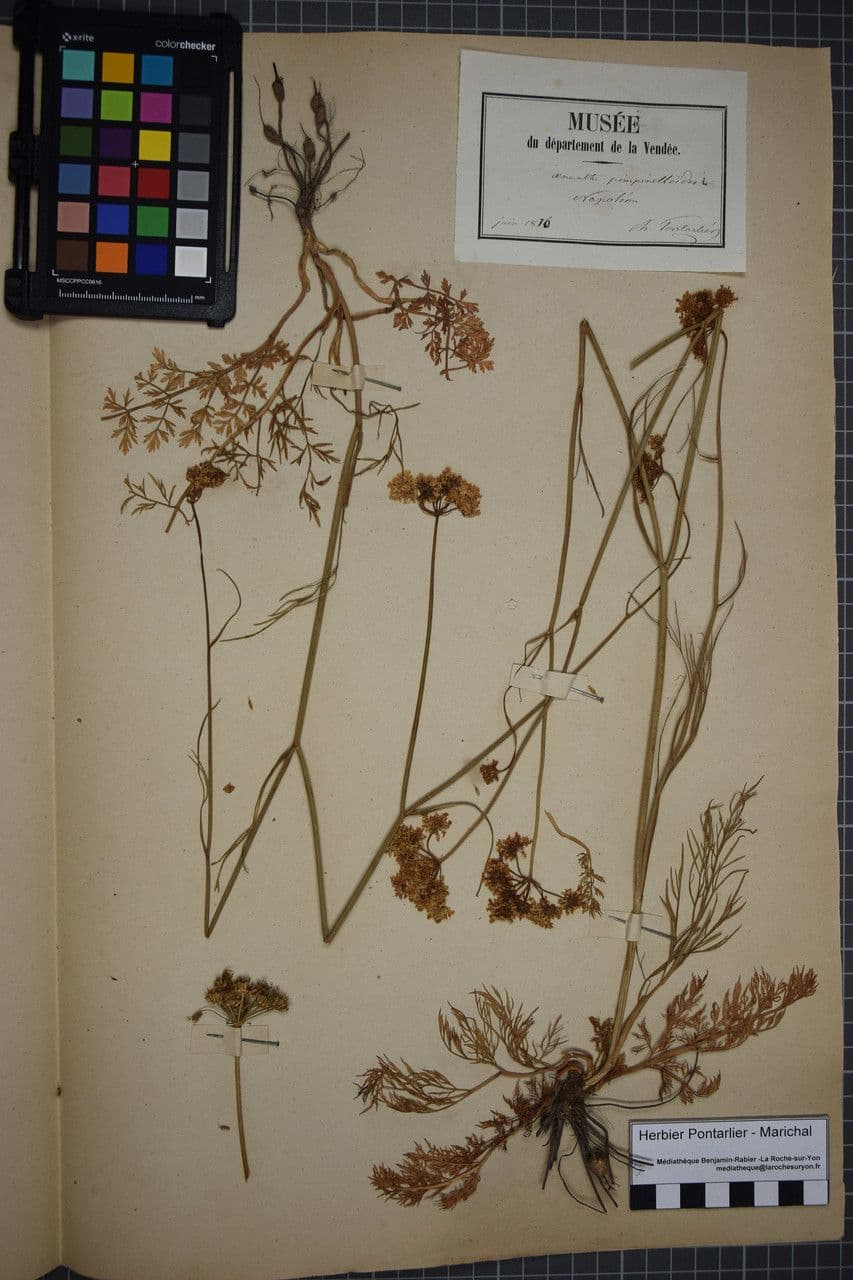 Oenanthe pimpinelloides 28