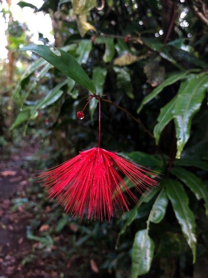 Calliandra 9