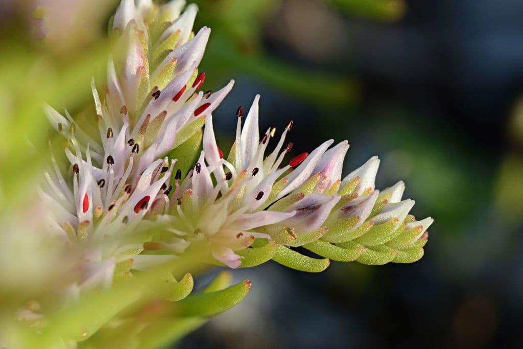 Sedum