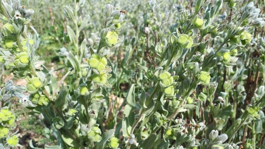 Cynoglossum dioscoridis