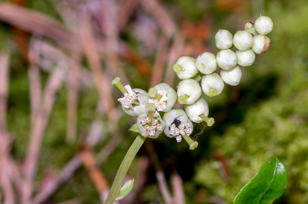 Serrated-wintergreen 10