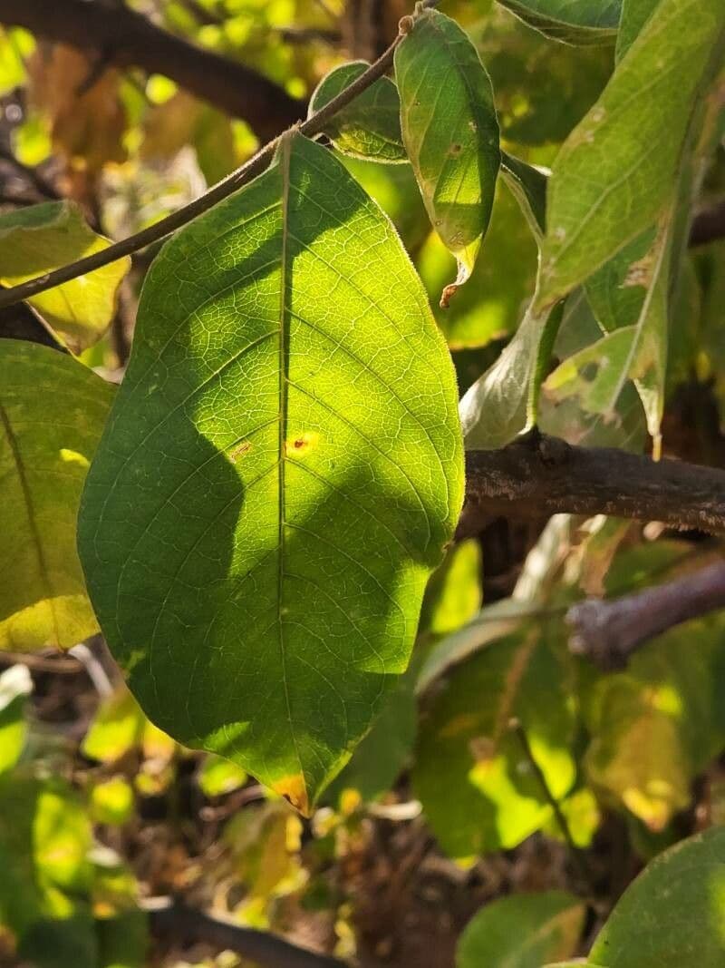 Vangueria madagascariensis 19