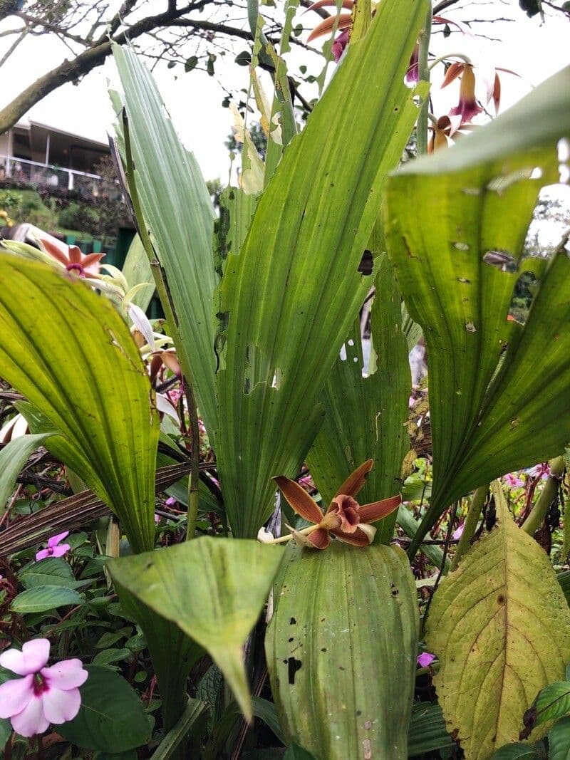 Phaius di Tankerville 14
