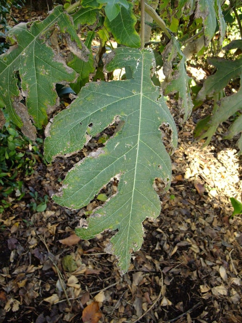 Montanoa 14