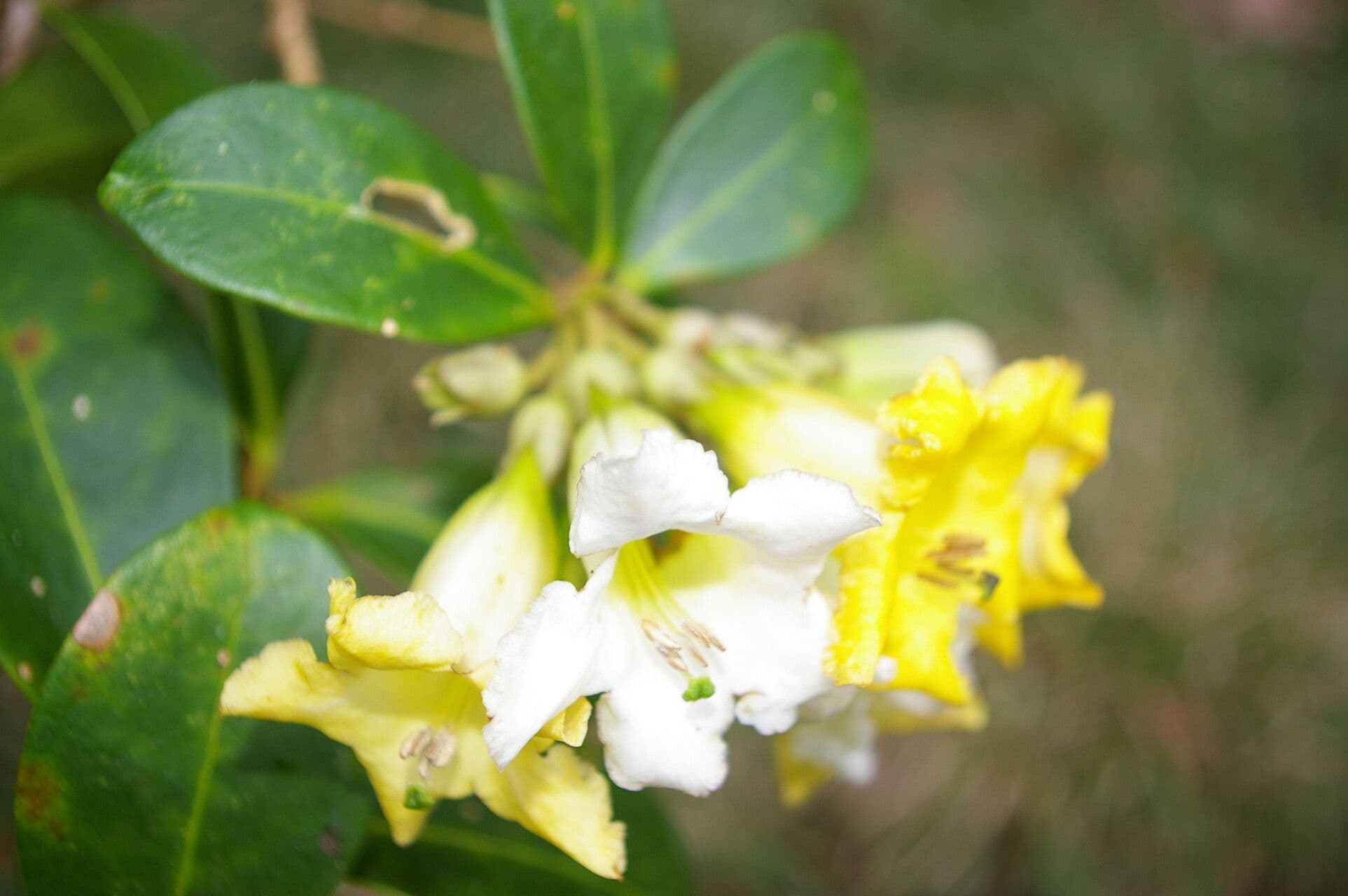 Schultesianthus