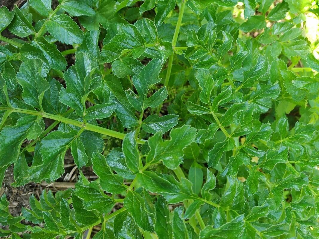 Angelica pachycarpa 14