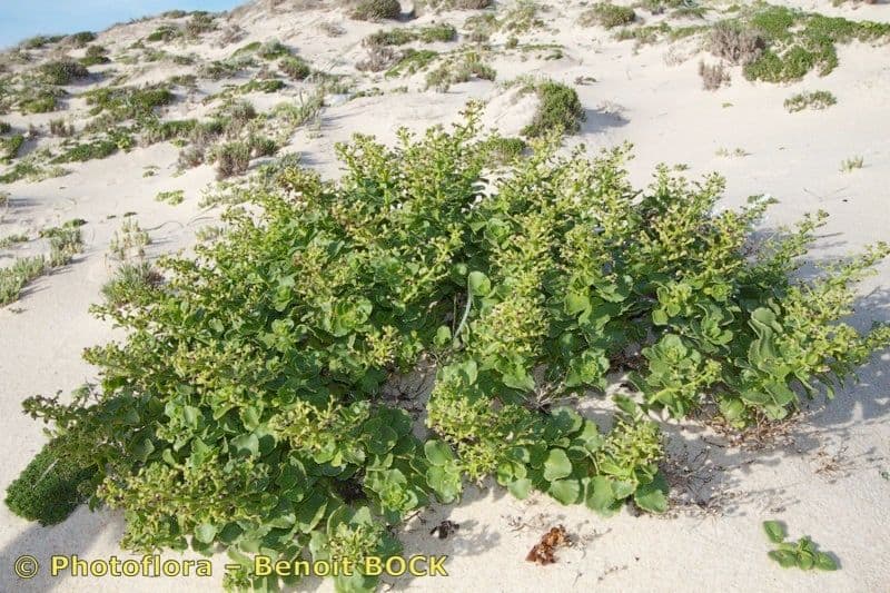 Scrophularia arbustiva 10