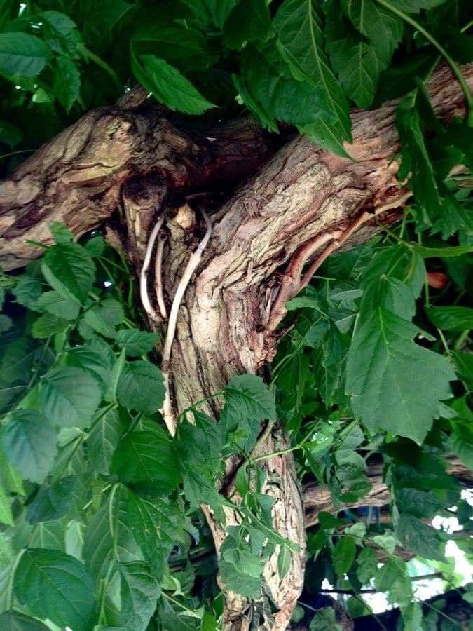 Bignonia cinese 23