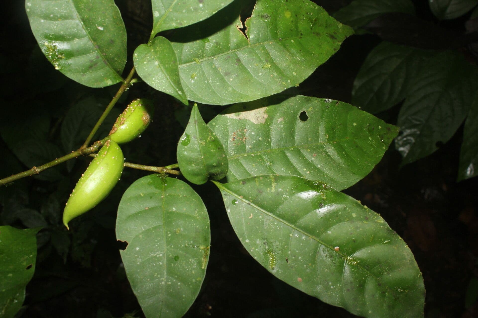 Tabernaemontana 4
