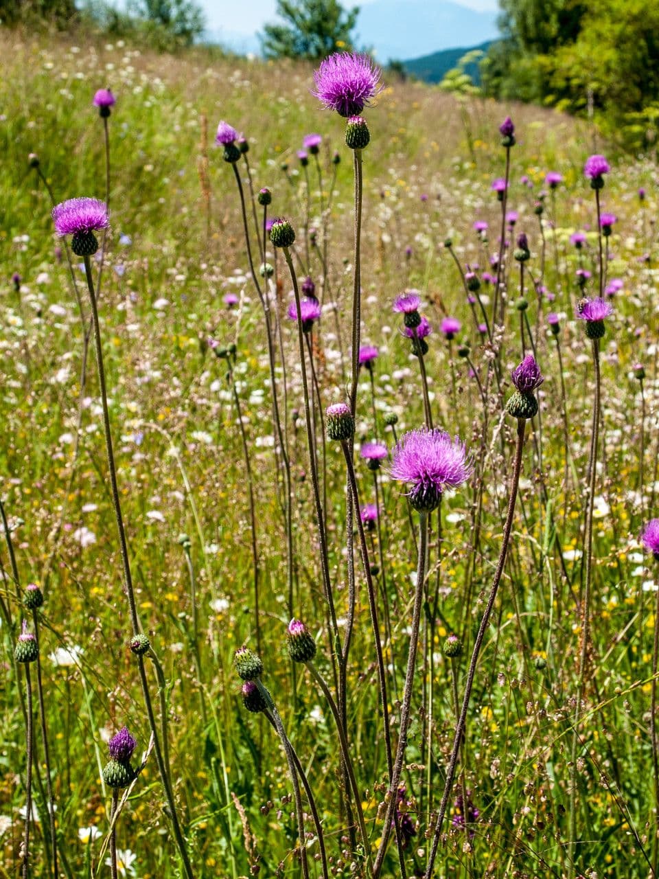 Graue Distel 6