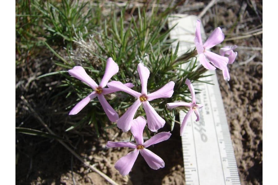 Phlox 5