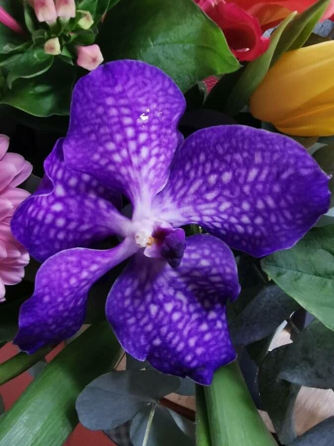 Vanda 4