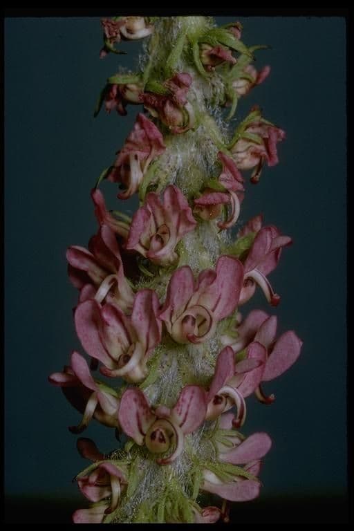Pedicularis