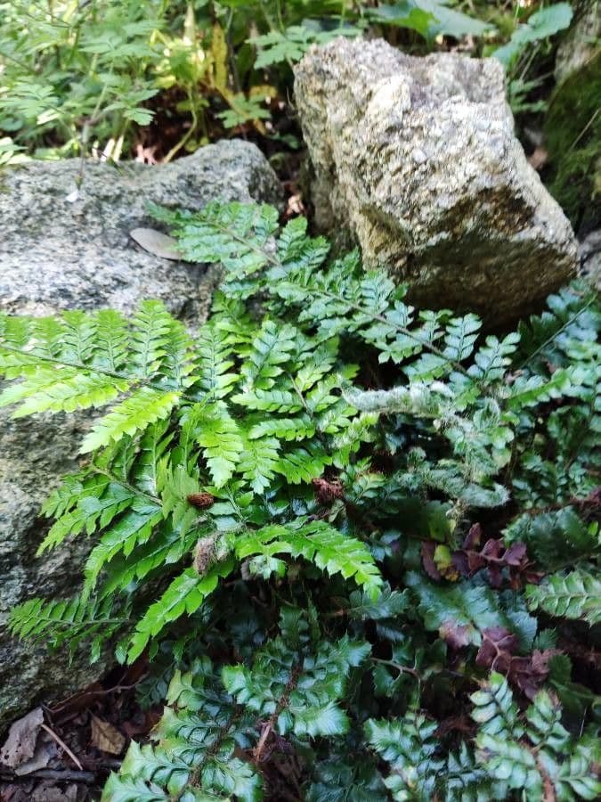 Polystichum polyblepharum 12