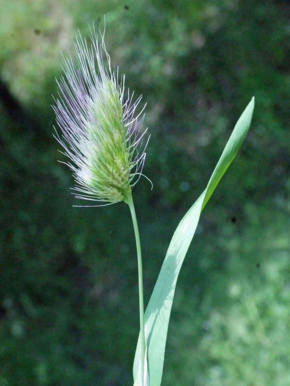 Igel-Kammgras 28