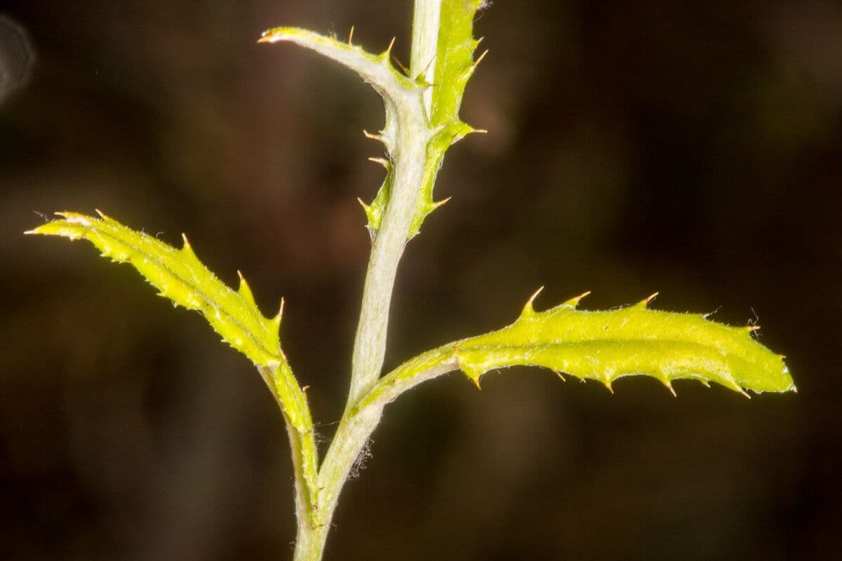 Distel 7