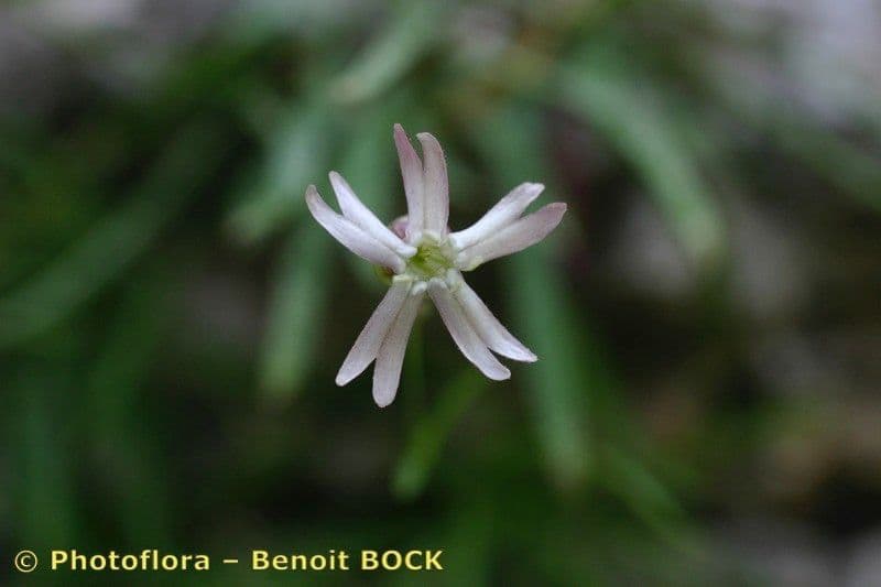 Silene campanula