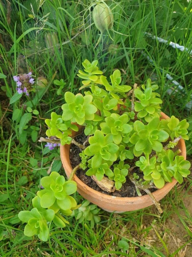 Borracina spatolata 11