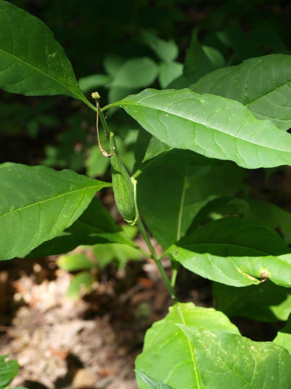 Algodonera 11