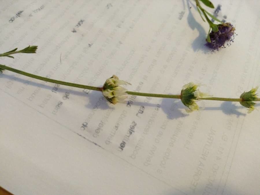Sideritis leucantha 3