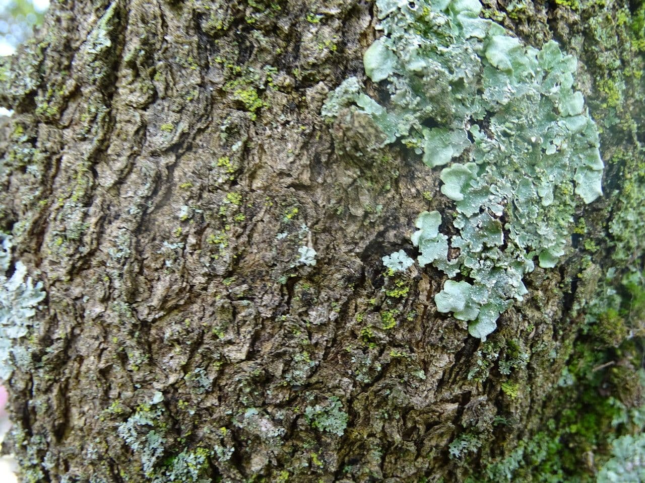 Croton 12