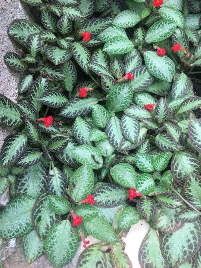 Episcia cupreata 6