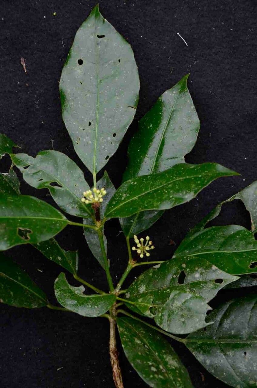 Dendropanax 2