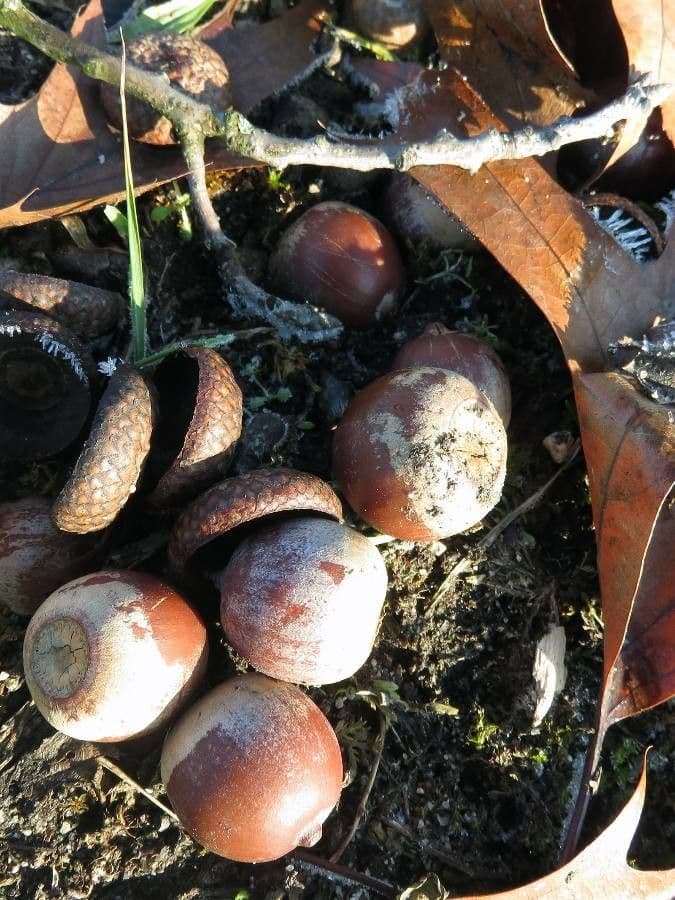 Rot-Eiche 2