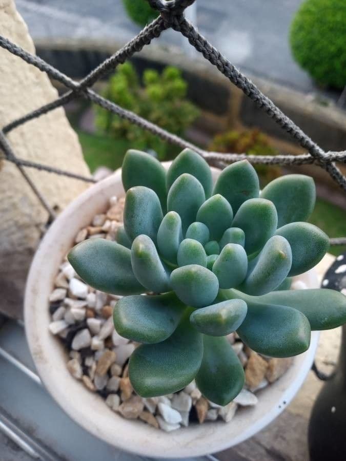 Pachyphytum