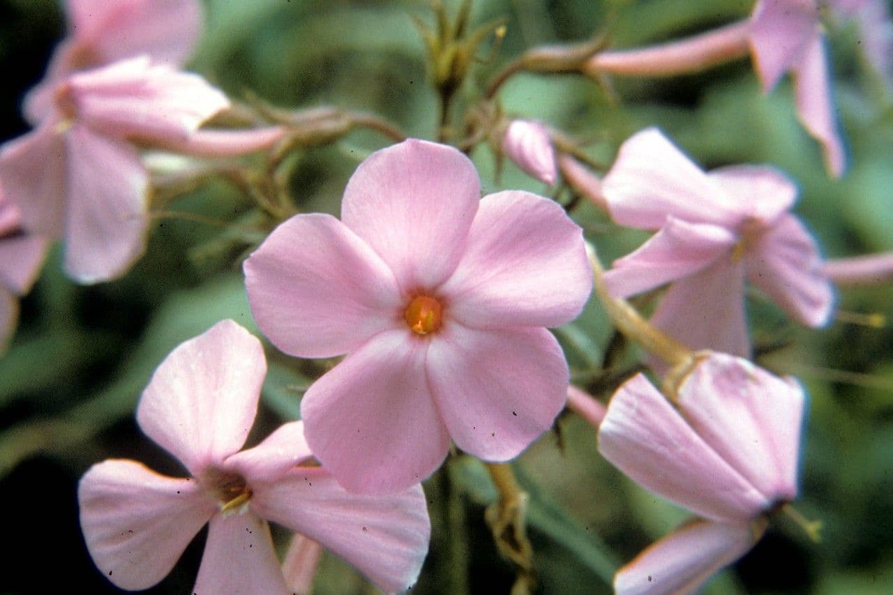 Phlox de Buckley