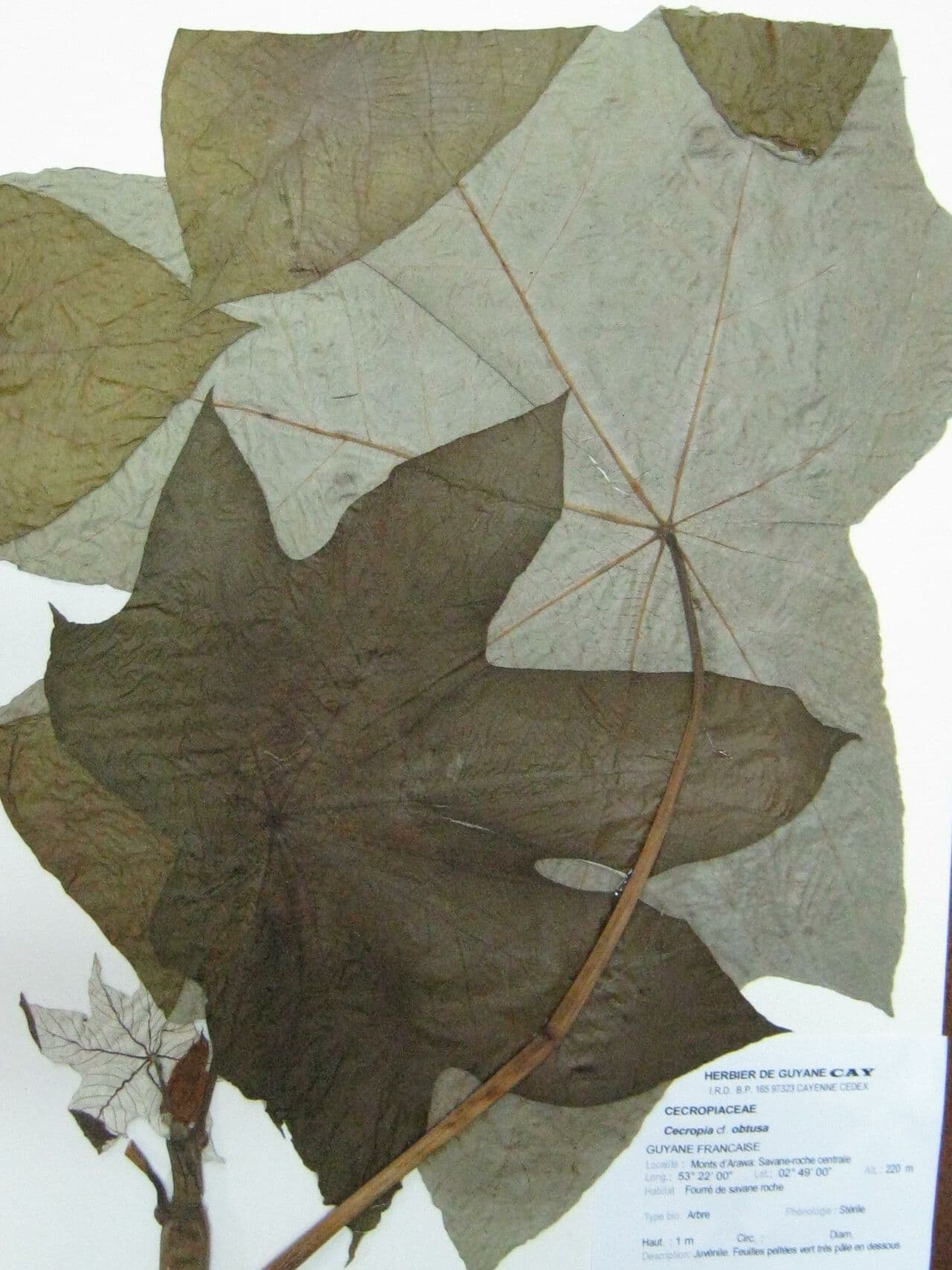 Cecropia 3