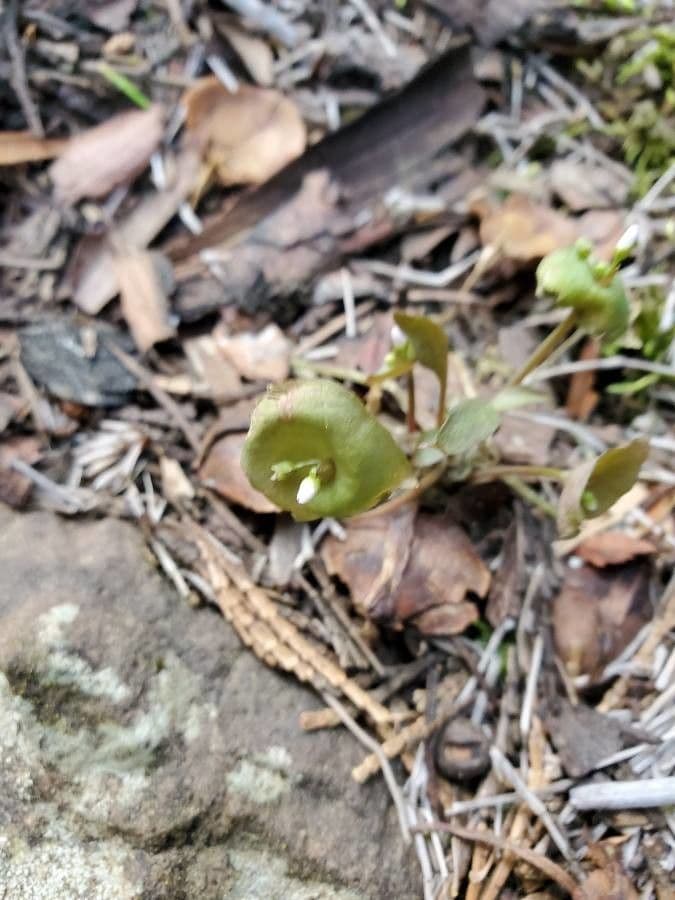 Claytonia parviflora 4